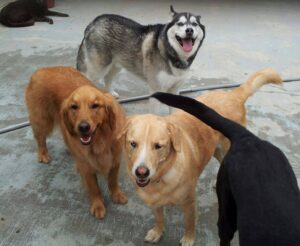 Dog boarding in Smyrna Dog daycare in Smyrna Dog grooming in Smyrna Dog baths in Smyrna