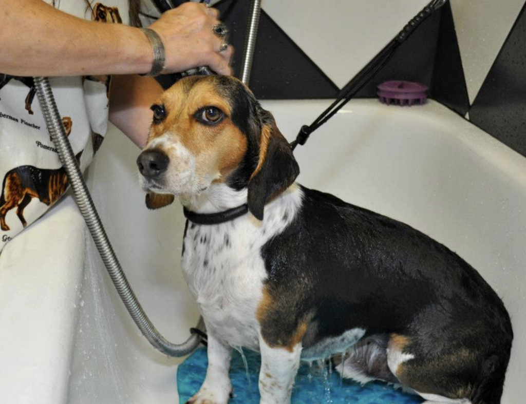 Dog boarding in Smyrna Dog daycare in Smyrna Dog grooming in Smyrna Dog baths in Smyrna