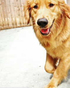 Dog boarding in Smyrna Dog daycare in Smyrna Dog grooming in Smyrna Dog baths in Smyrna