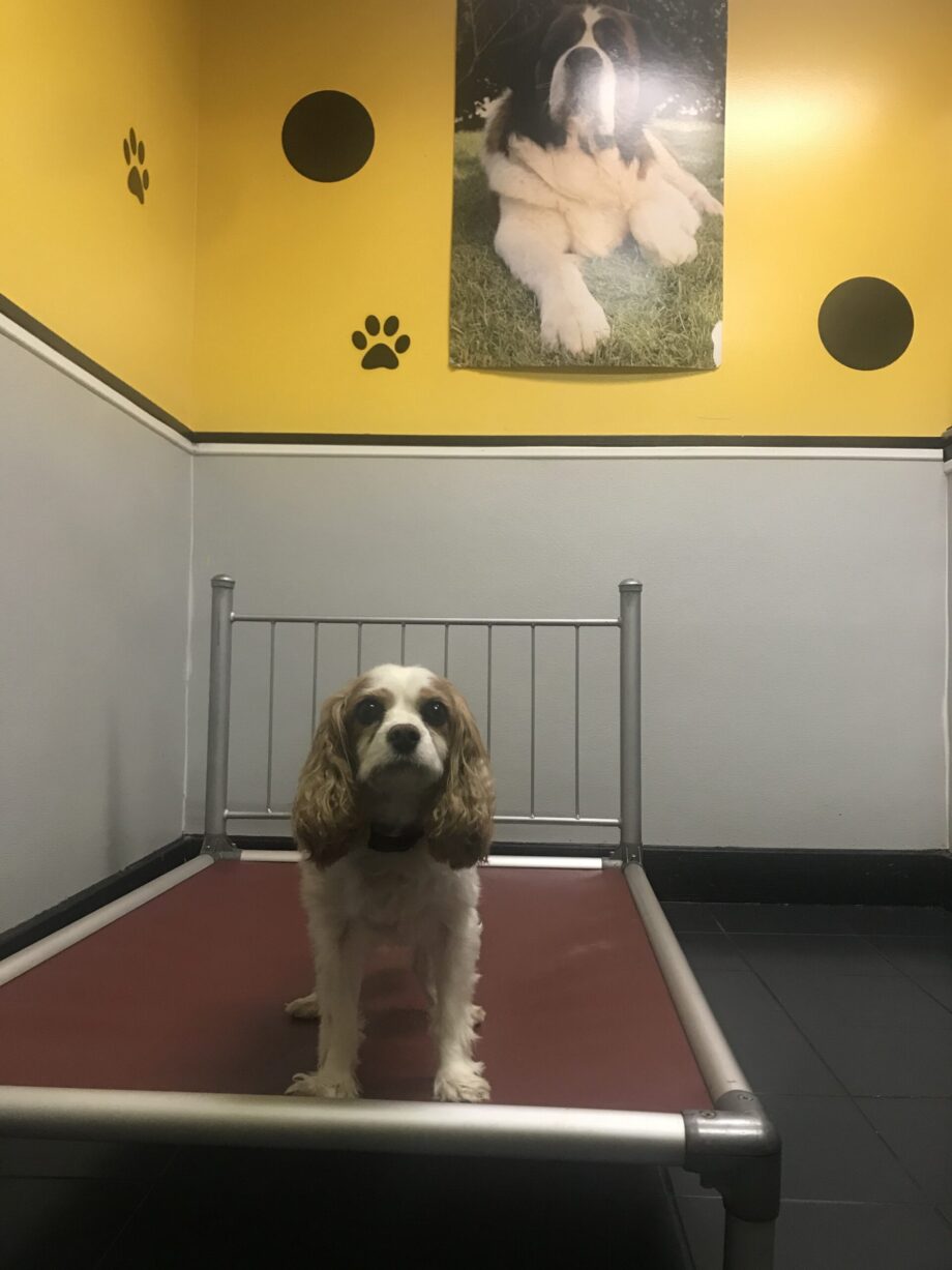 Dog boarding in Smyrna Dog daycare in Smyrna Dog grooming in Smyrna Dog baths in Smyrna