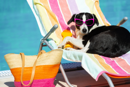 Beat the Heat: Essential Summer Care Tips for Dogs in Smyrna, G