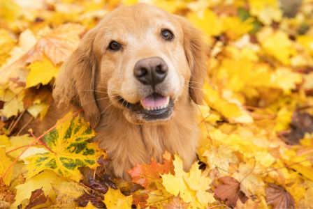 Dog-Friendly Fall Activities in Smyrna, GA: Enjoy the Season with Your Pup!