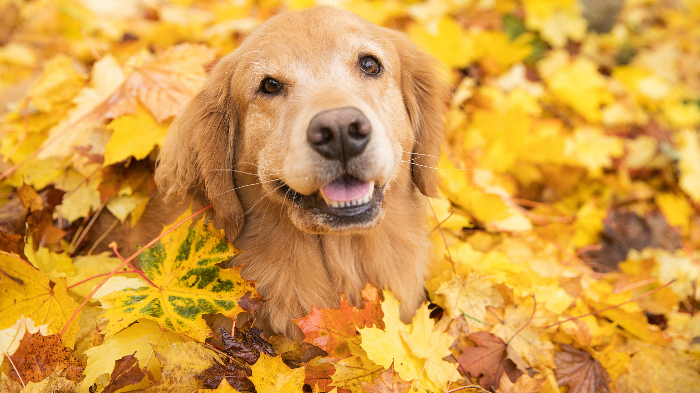 Dog-Friendly Fall Activities in Smyrna, GA: Enjoy the Season with Your Pup!