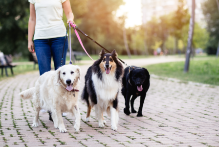 Pet Sitting and Dog Walking Services in Smyrna and Vinings: Care You Can Trust