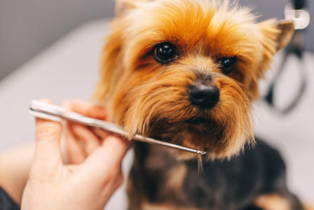 Fall Grooming Tips: Keeping Your Dog Clean and Comfortable as the Seasons Change