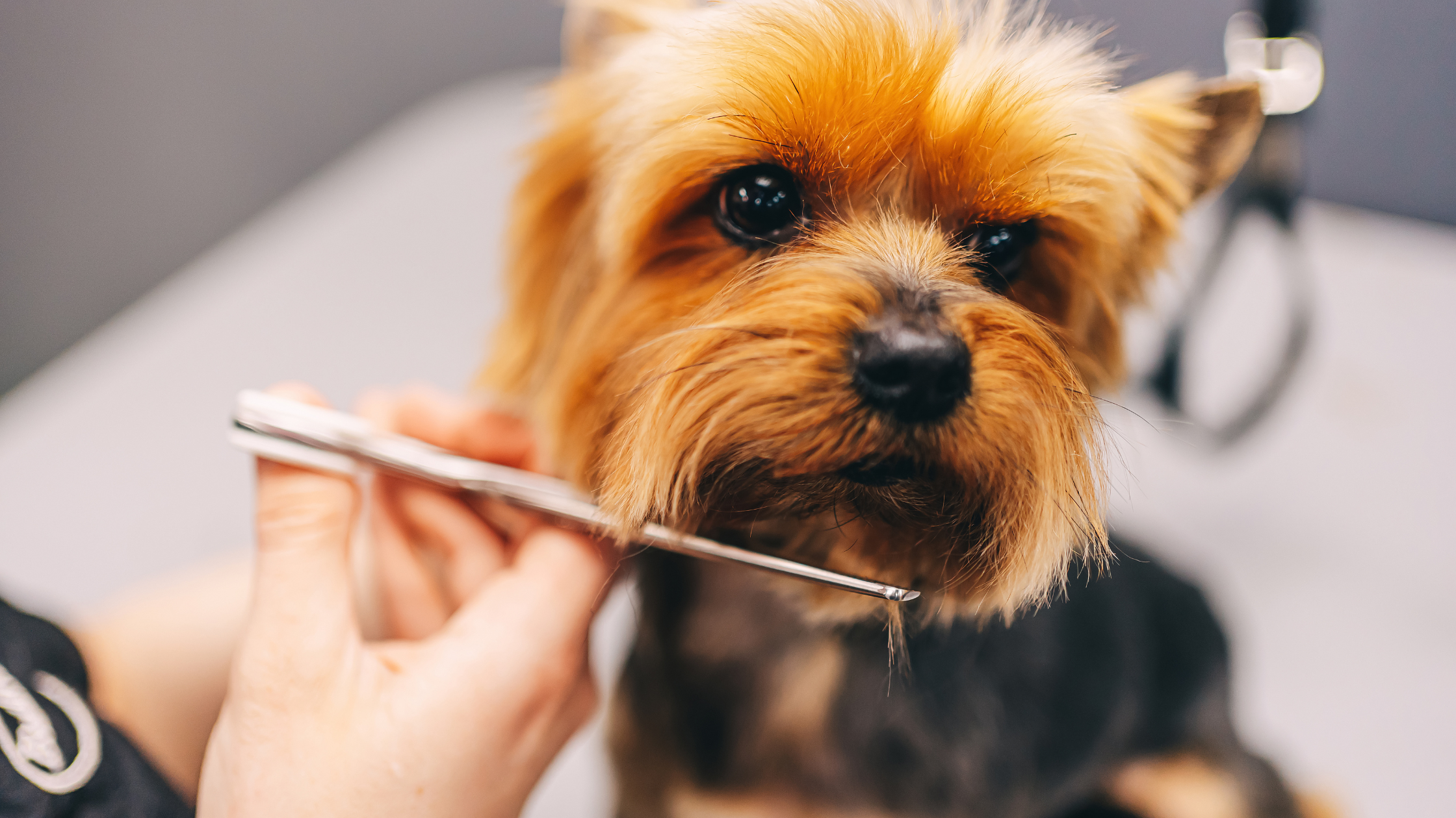 Fall Grooming Tips: Keeping Your Dog Clean and Comfortable as the Seasons Change