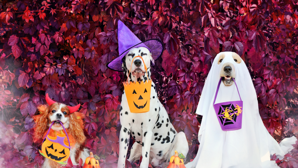 Dogs at Halloween