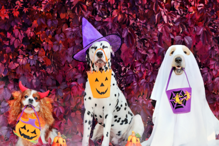 Spooky Safety Tips: How to Keep Your Dog Safe This Halloween