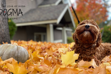 Thankful for Our Pets: How to Include Your Dog in the Thanksgiving Festivities