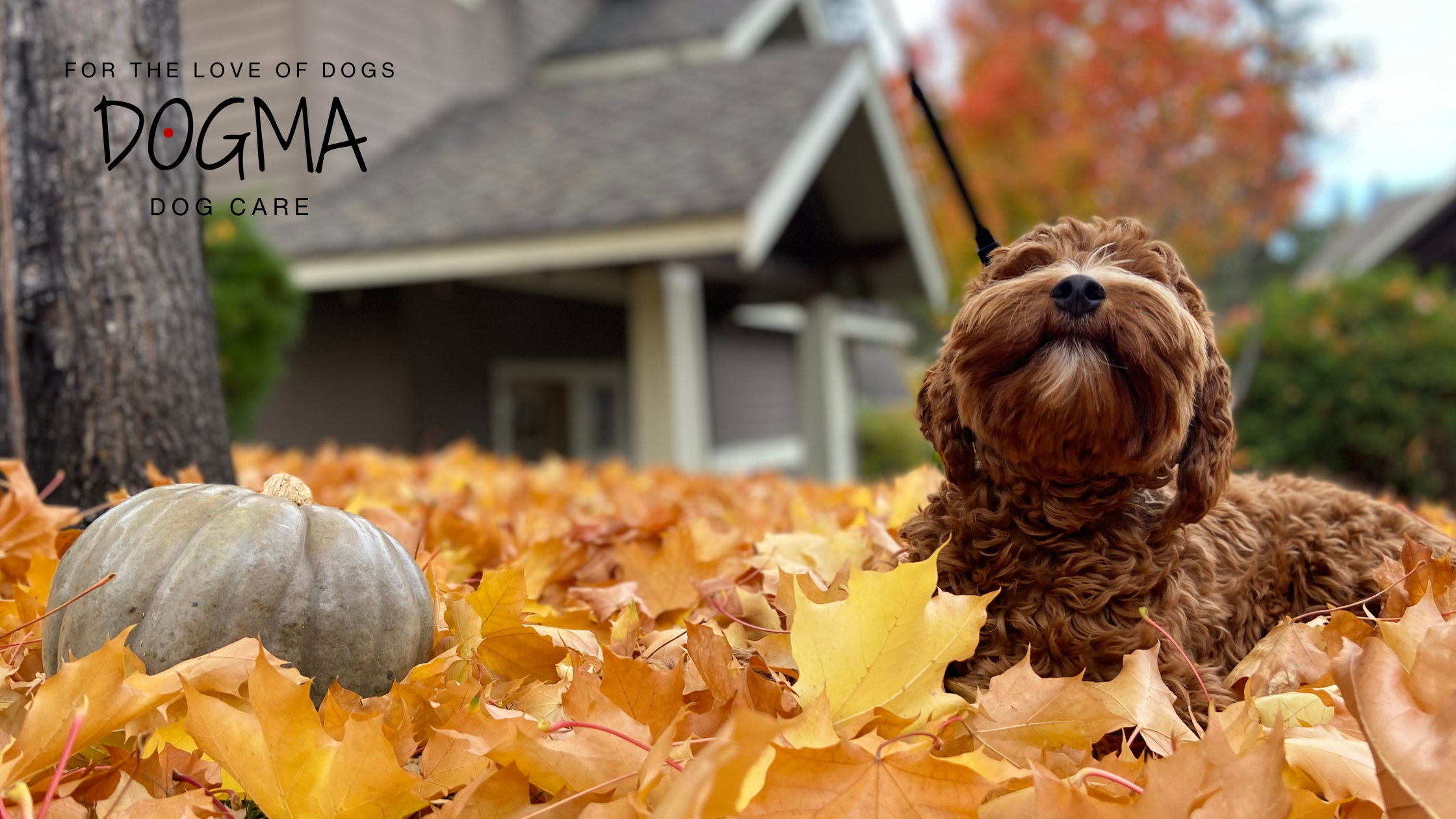 Thankful for Our Pets: How to Include Your Dog in the Thanksgiving Festivities