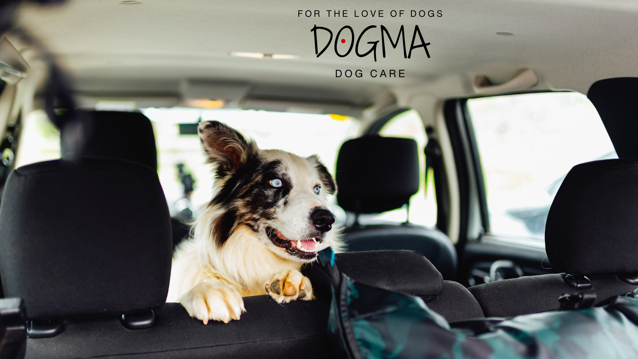 Preparing Your Dog for Holiday Travel: Tips for a Stress-Free Experience