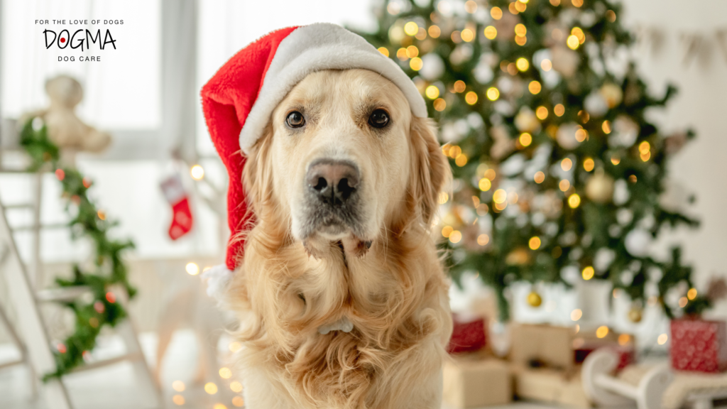 Dog care for the holidays Smyrna