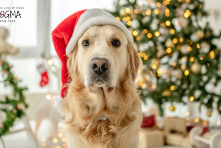 5 Holiday Safety Tips for Dog Owners in Smyrna and Vinings