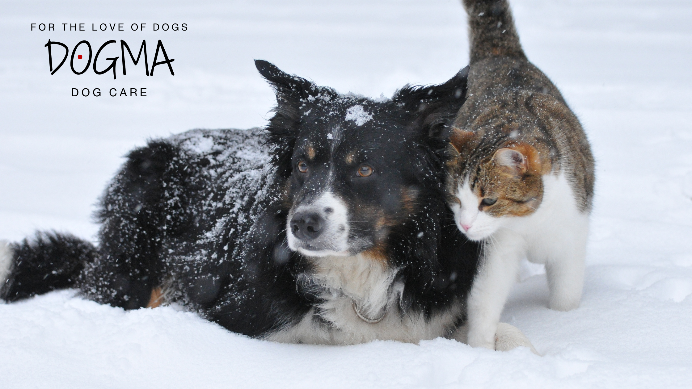 Winter Care Tips for Dogs in Smyrna and Vinings