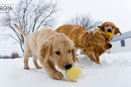 Winter Exercise Ideas for Dogs in Smyrna and Vinings: Stay Active Despite the Cold