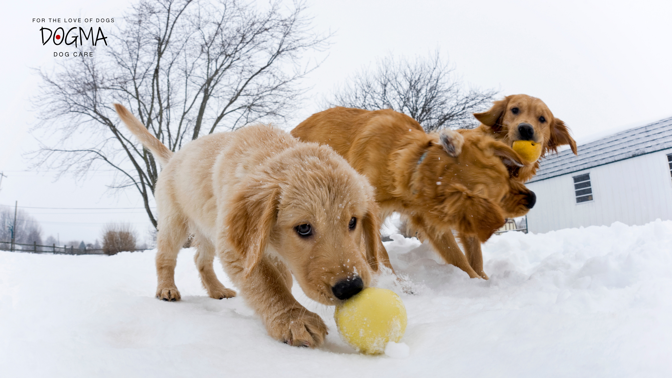 Winter Exercise Ideas for Dogs in Smyrna and Vinings: Stay Active Despite the Cold