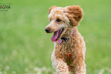 Choosing the Right Kennel for Your Dog: What to Look for in Smyrna and Vinings