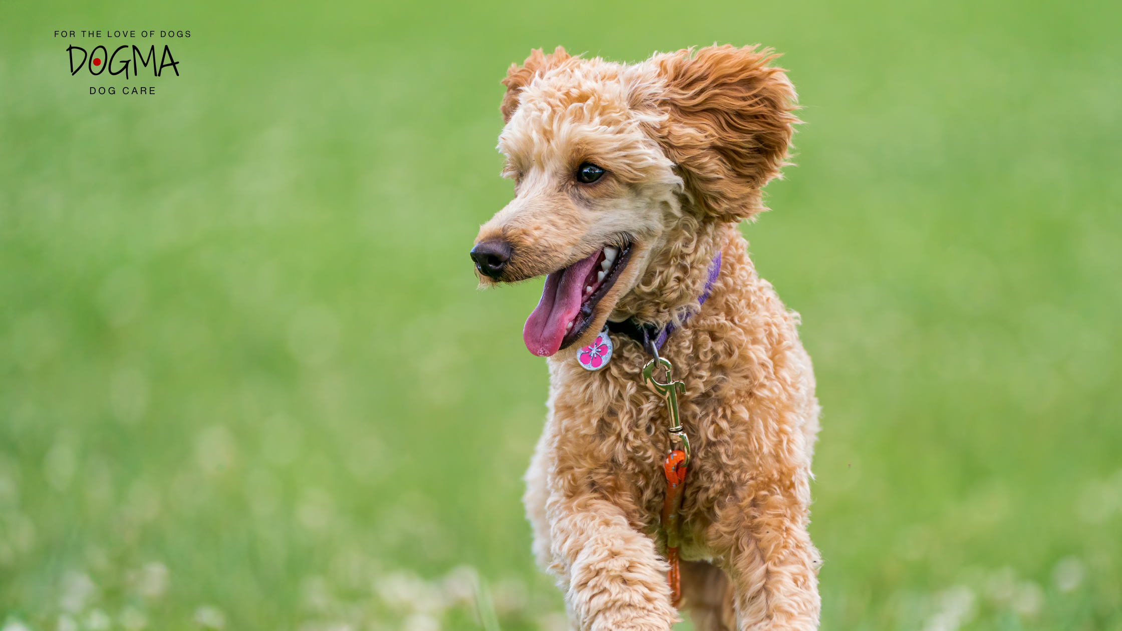 Choosing the Right Kennel for Your Dog: What to Look for in Smyrna and Vinings