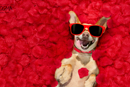 Valentine’s Day Special: Ways to Show Your Dog Extra Love This February