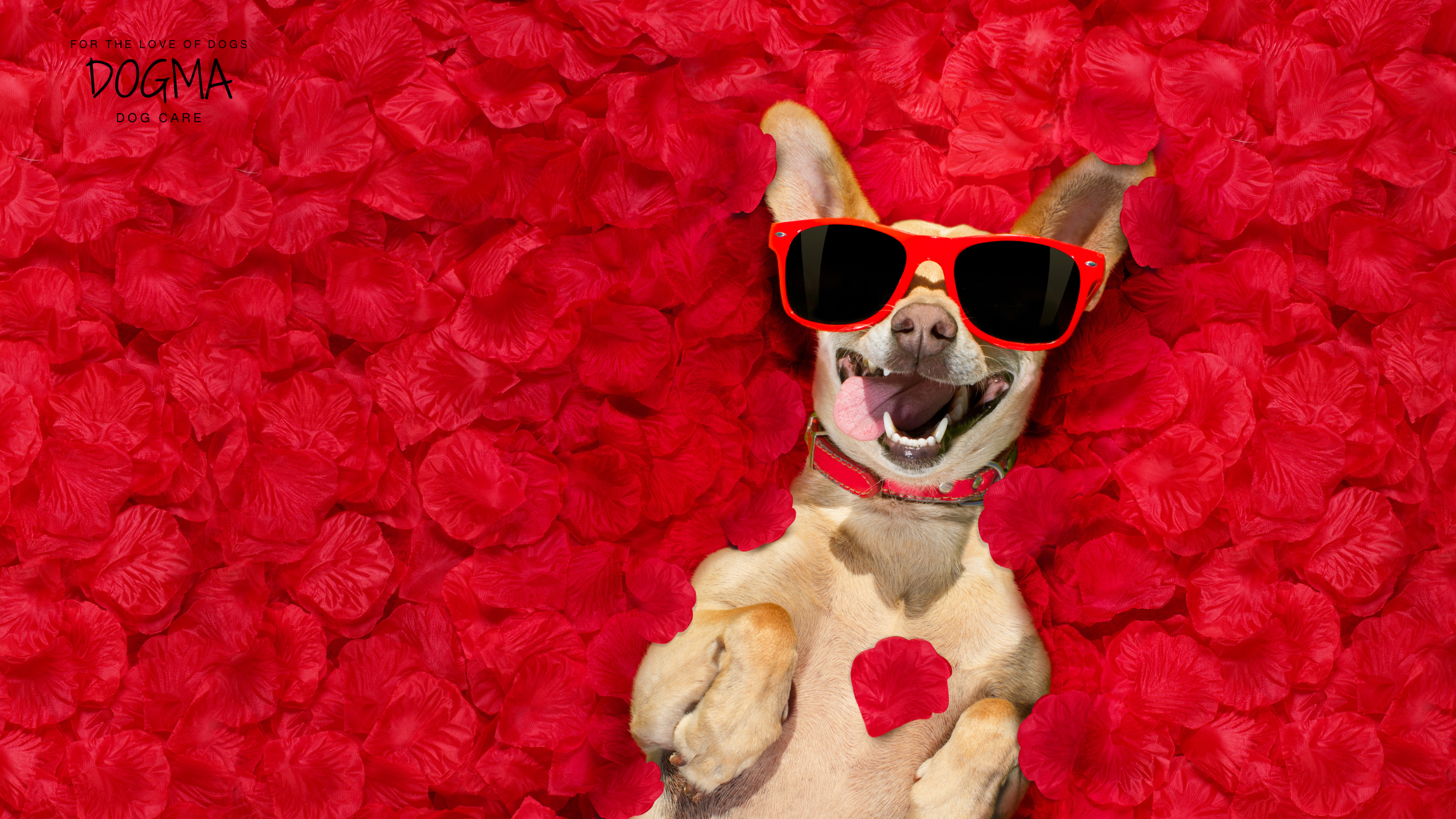 Valentine’s Day Special: Ways to Show Your Dog Extra Love This February