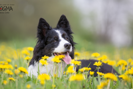 Spring Break Pet Boarding: Why a Trusted Kennel is a Must for Your Dog