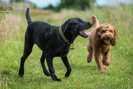 Signs Your Dog Could Benefit from Daycare: How to Tell if They Need More Exercise and Socialization