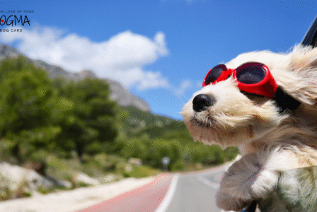 Beat the Heat: Dog Summer Safety Tips for Dogs in Smyrna and Vinings