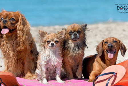 Heading Out? Book Your Dog’s Boarding Spot Before Summer Ends!