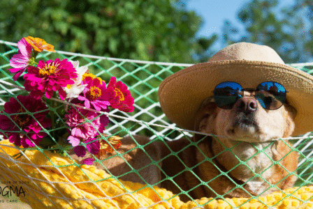 Hot Dog Days: Heat Safety Tips for Your Pup This Summer