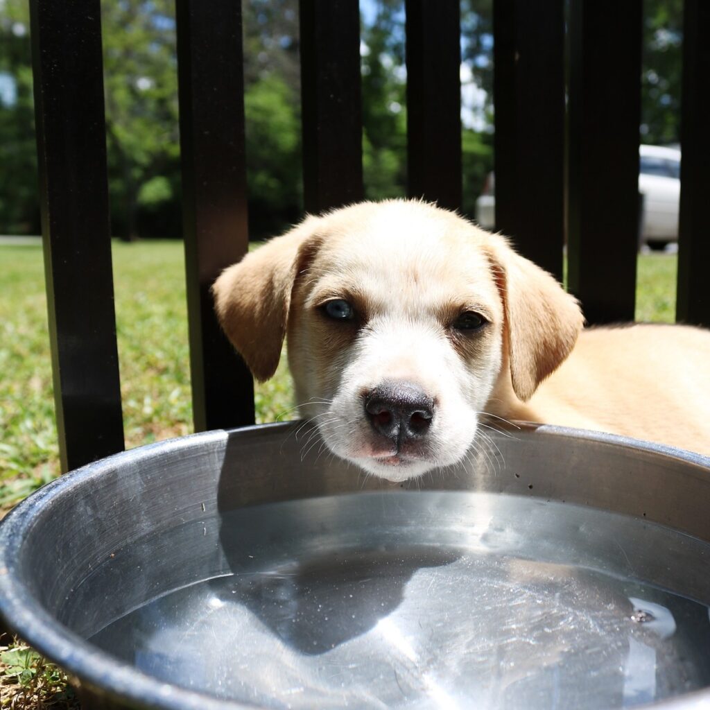 Puppy in training at Dogma Dog Care Smyrna