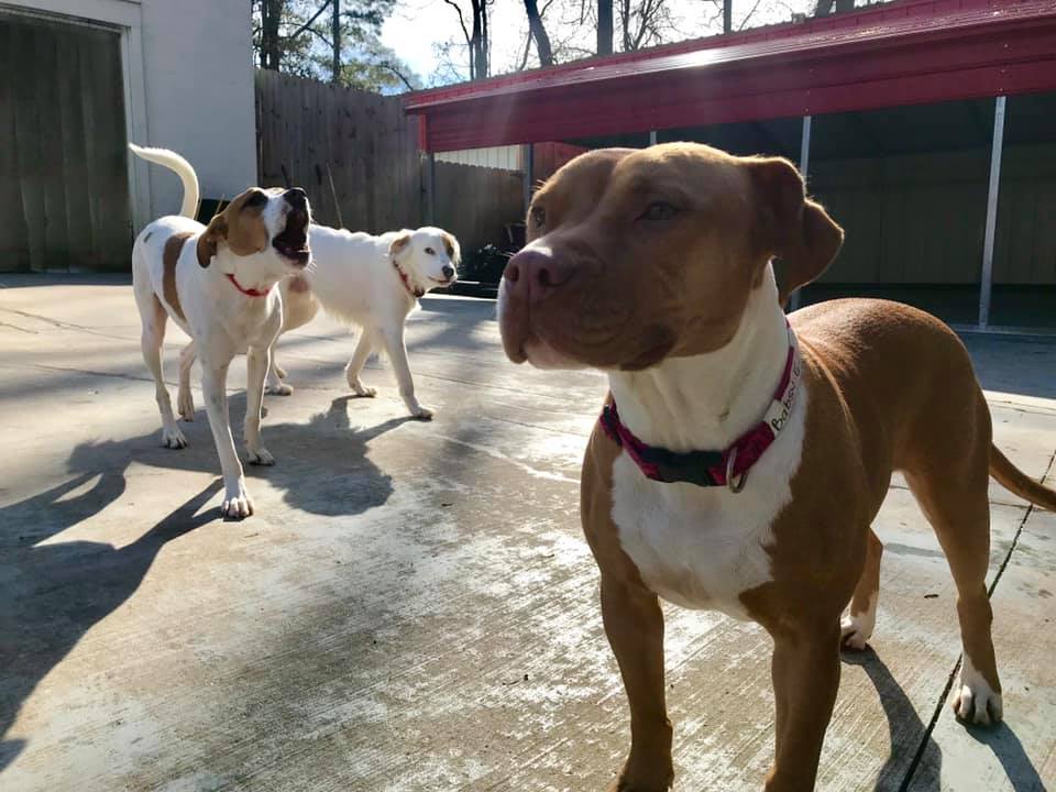 Dogs enjoying enrichment play