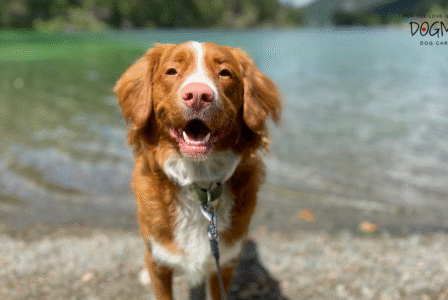 Labor Day Dog Boarding in Smyrna GA: Keep Your Pup Happy While You Travel