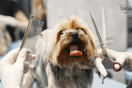 Fall Grooming Tips: Keep Your Dog’s Coat Healthy This Season