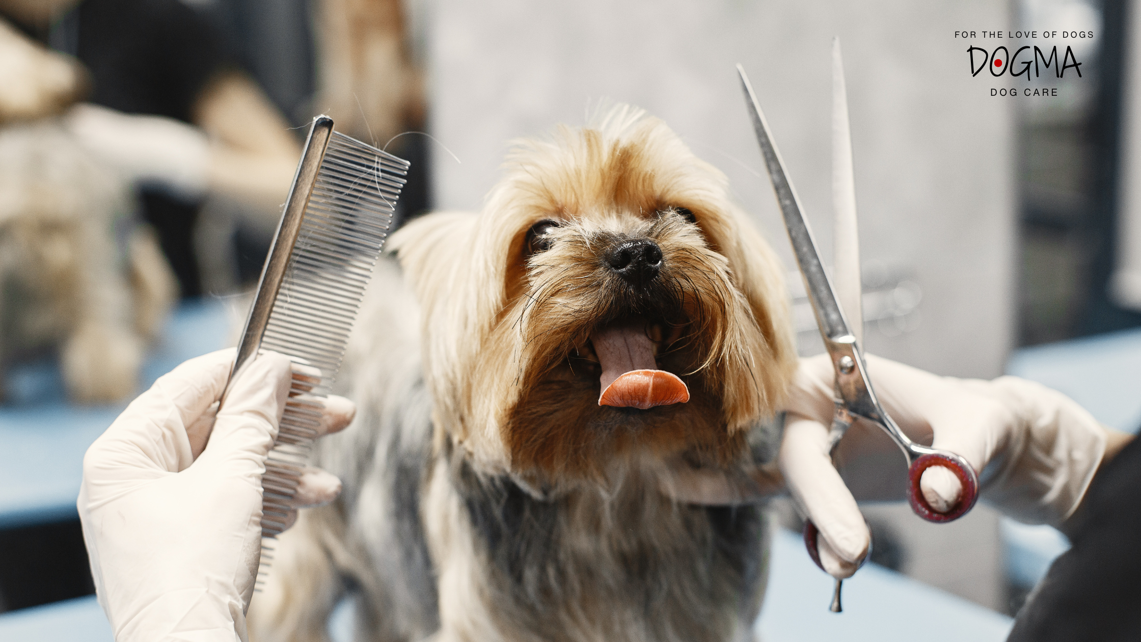 Fall Grooming Tips: Keep Your Dog’s Coat Healthy This Season