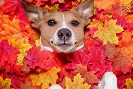 Dog Boarding Smyrna GA: Fall Boarding and Why Early Reservations Matter
