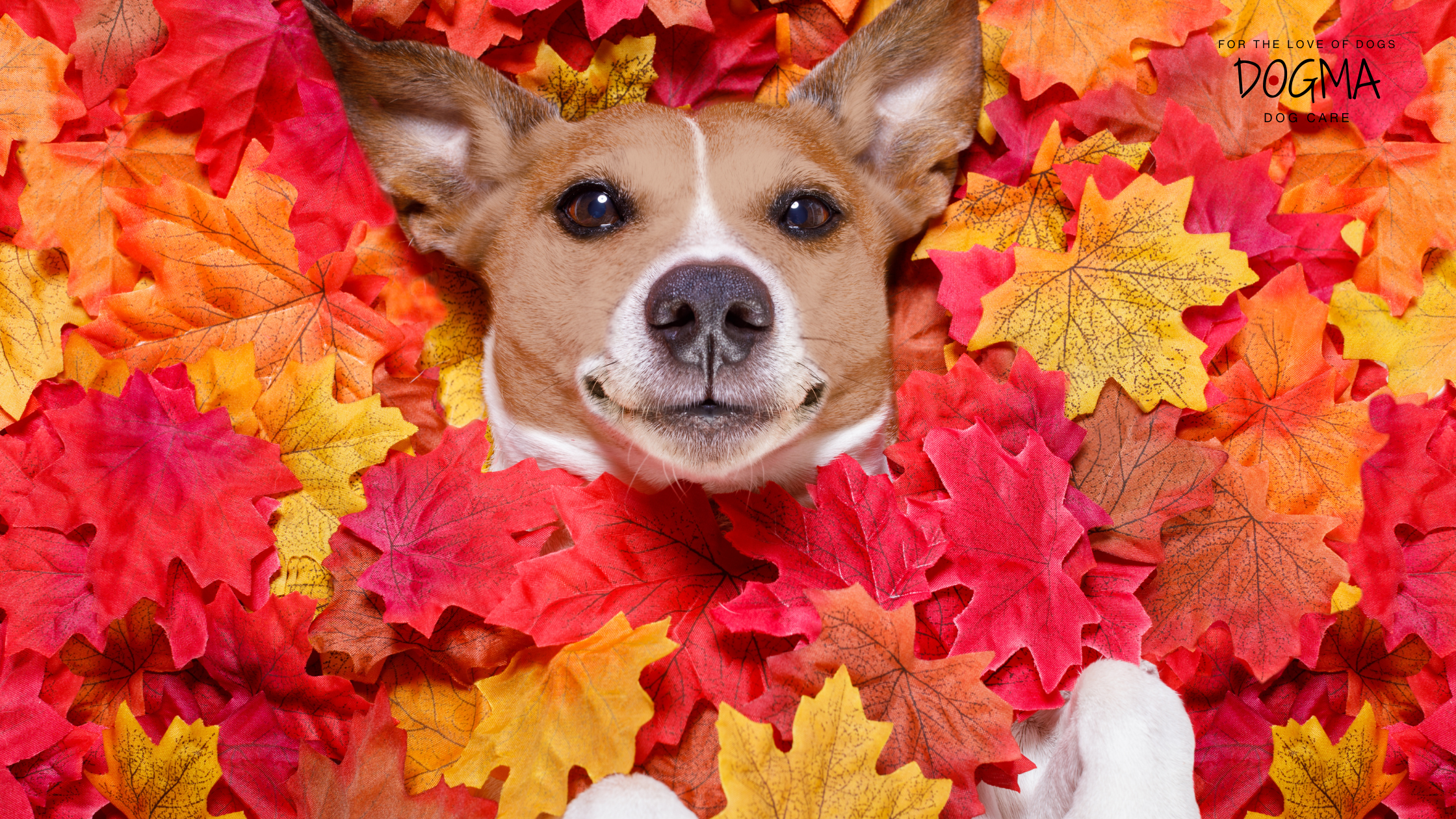 Dog Boarding Smyrna GA: Fall Boarding and Why Early Reservations Matter