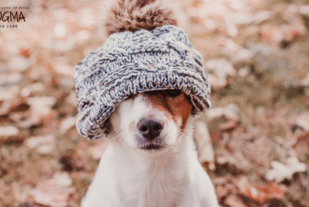 Dog Boarding Smyrna GA – Preparing Your Dog for Cooler Weather