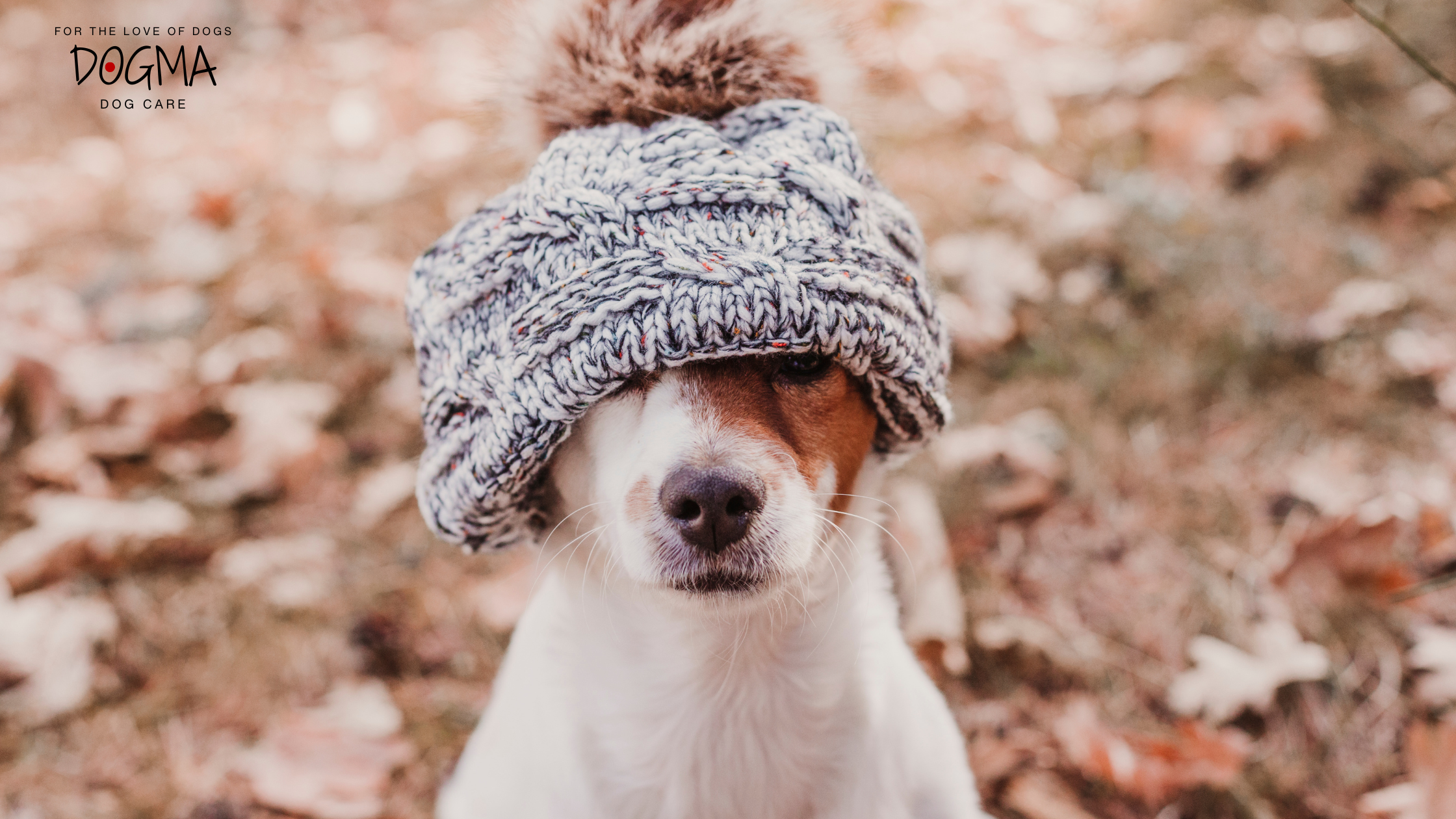 Dog Boarding Smyrna GA – Preparing Your Dog for Cooler Weather