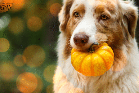 Halloween Dog Safety Smyrna GA: How to Keep Your Pup Safe This Spooky Season