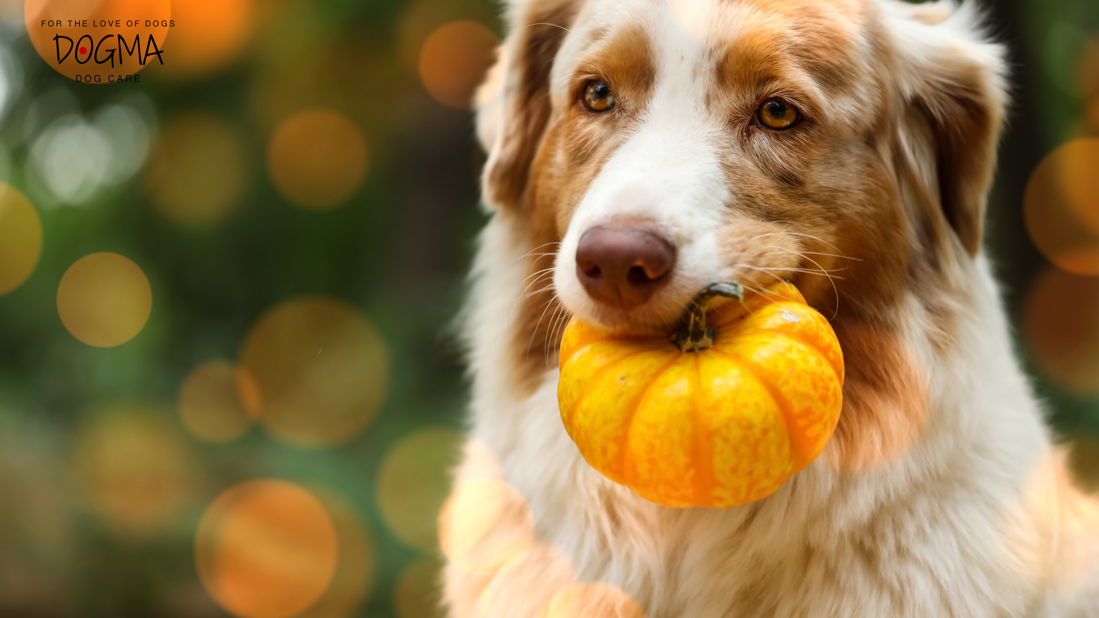 Halloween Dog Safety Smyrna GA: How to Keep Your Pup Safe This Spooky Season