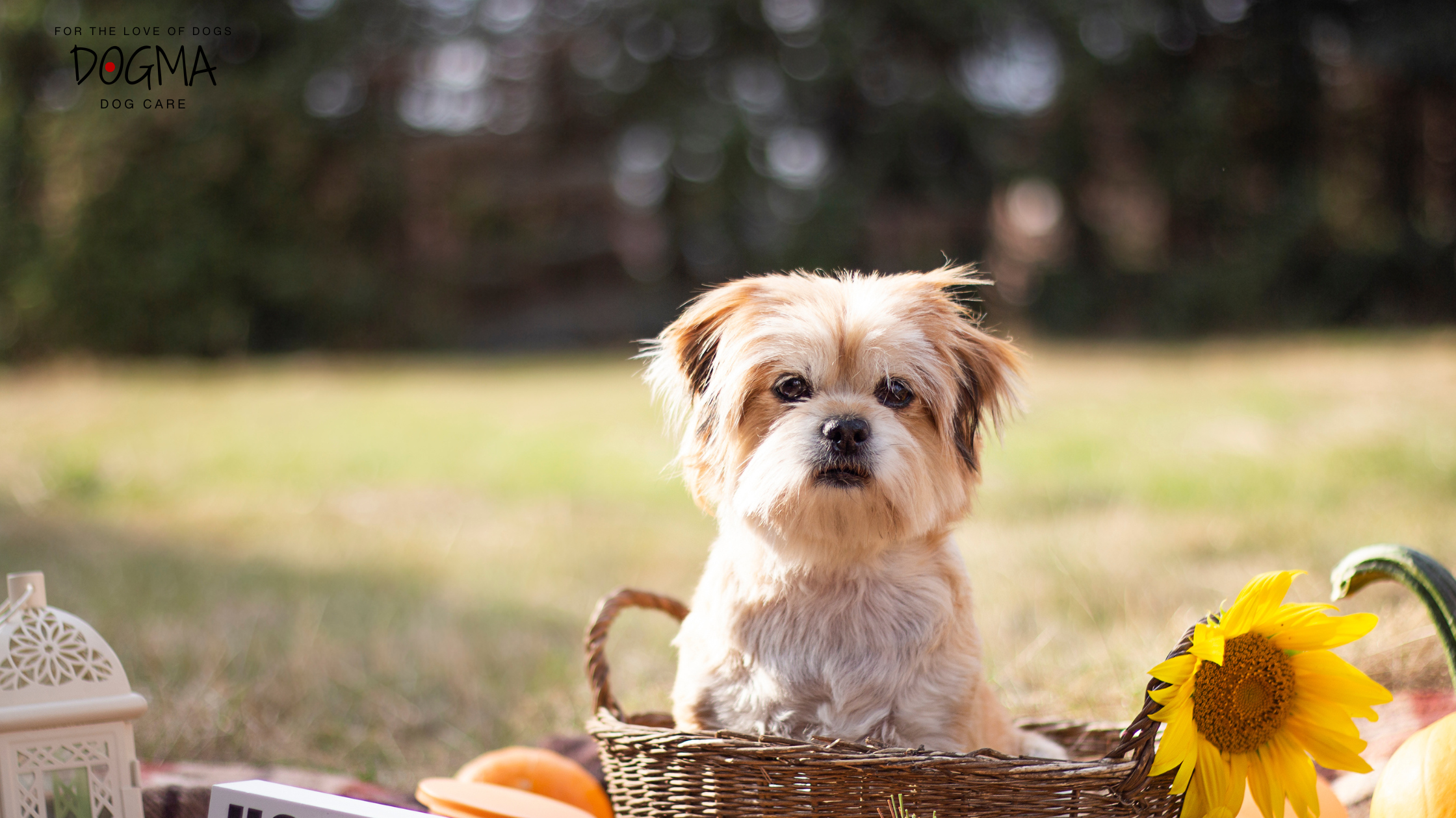 Thanksgiving Dog Boarding – Why Smyrna Pet Parents Trust Dogma Dog Care