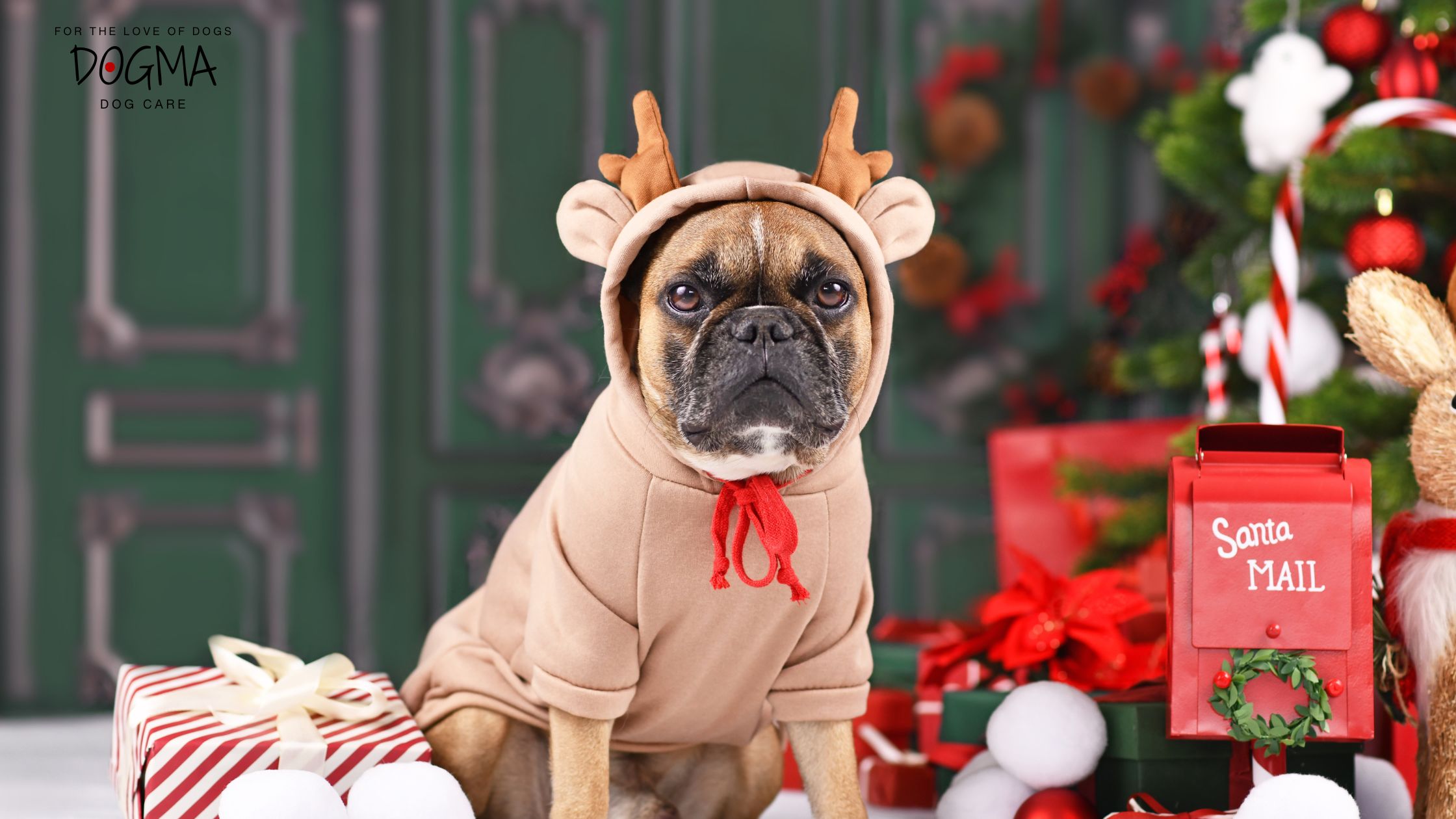 Dog Boarding Smyrna GA: Holiday Boarding Tips for a Merry Stay