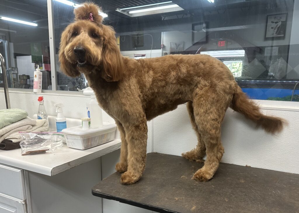 Dog grooming in Smyrna GA Dog grooming in Vinings GA Dog grooming in Mableton GA