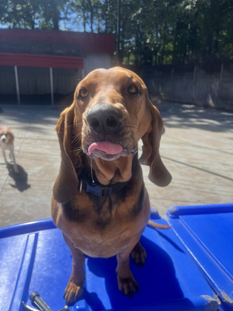 Free Roam in the socialization yards for dog daycare in Smyrna GA, dog daycare Mableton GA, dog daycare Vinings GA doggie play yards