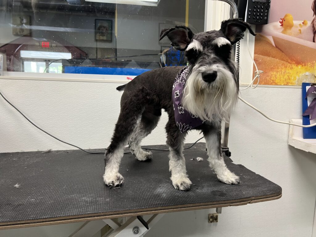 Best Dog Grooming Best Grooming Prices Dog boarding in Mableton GA Dog daycare in Mableton GA Dog grooming in Smyrna Dog baths in Mableton GA