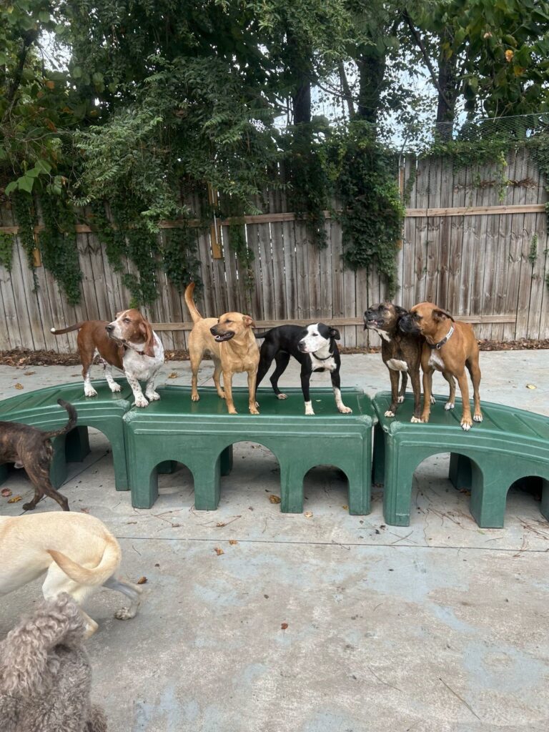 Dog boarding in Mableton GA Dog daycare in Mableton GA Dog grooming in Smyrna Dog baths in Mableton GA