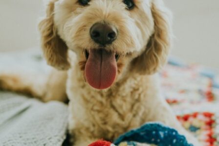 Dog Training Smyrna GA: Why Early Training Creates Happier, More Confident Dogs