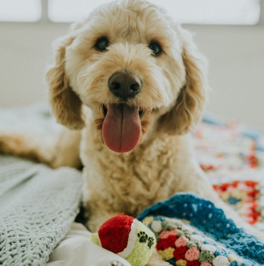Dog Training Smyrna GA: Why Early Training Creates Happier, More Confident Dogs