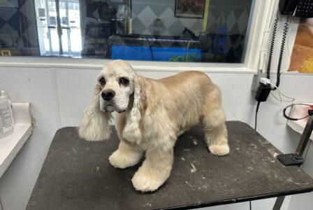 How to Know If Your Dog Is Ready for Daycare: 10 Signs to Look For