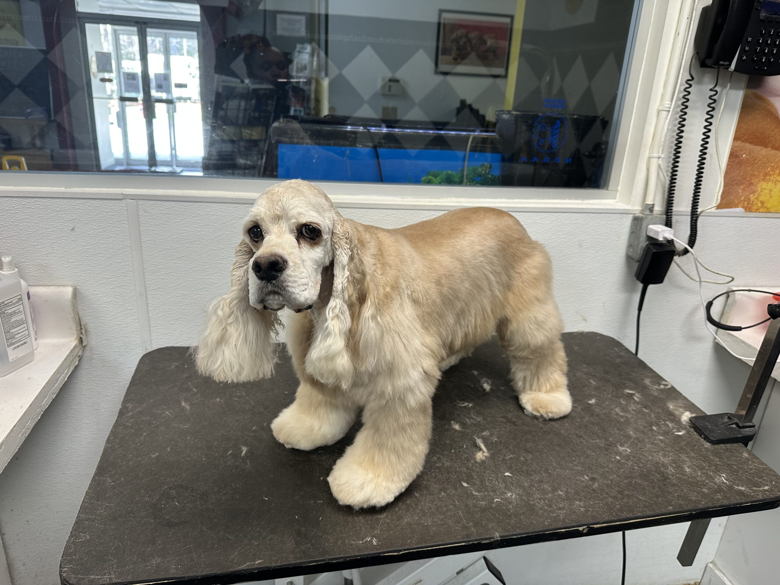 How to Know If Your Dog Is Ready for Daycare: 10 Signs to Look For
